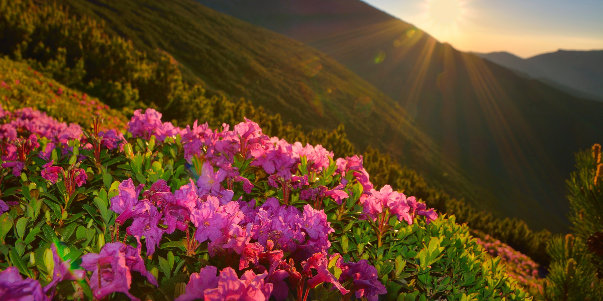 The Magic of Coaching